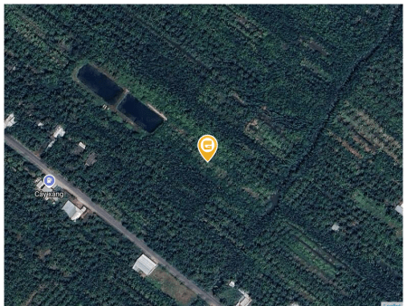 Bán nhà 3000m² tại Xã Phước Long Huyện Giồng Trôm