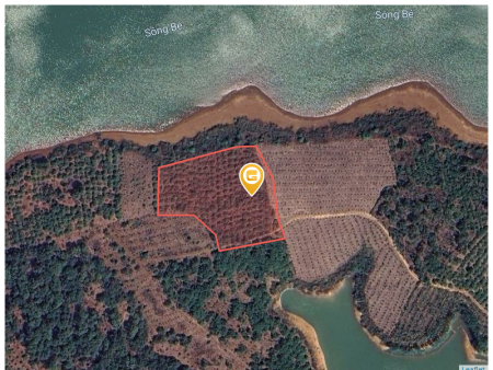 0.8 ha Phấn