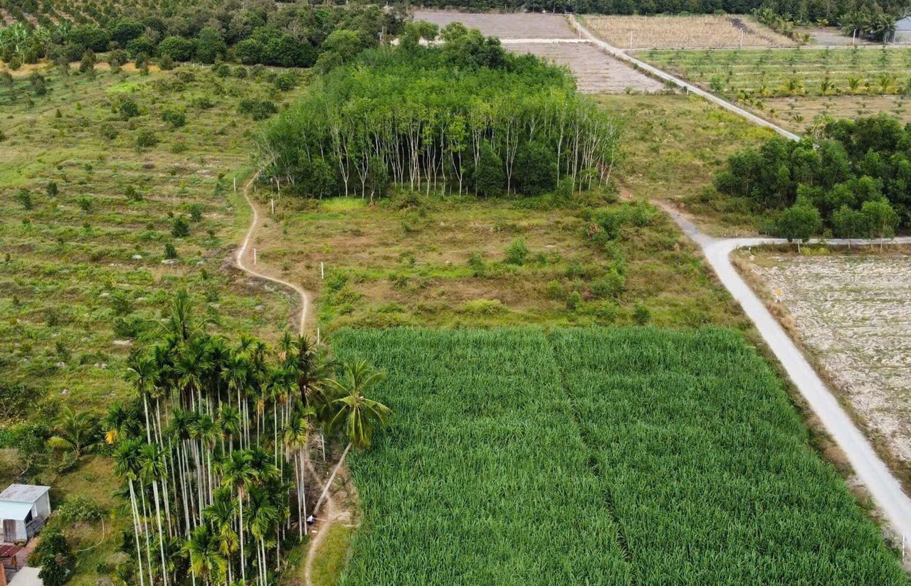 ĐẤT ĐẸP - GIÁ Tốt - Vị Trí Tại  : Ấp Cây Đa - Xã Hiệp Thạnh - Huyện Gò Dầu - Tỉnh Tây Ninh