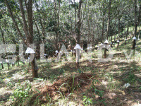 Bán 8 héc cao su đang thu hoạch năm thứ 6  Xã Ngọk Wang, Đăk Hà, Kon Tum