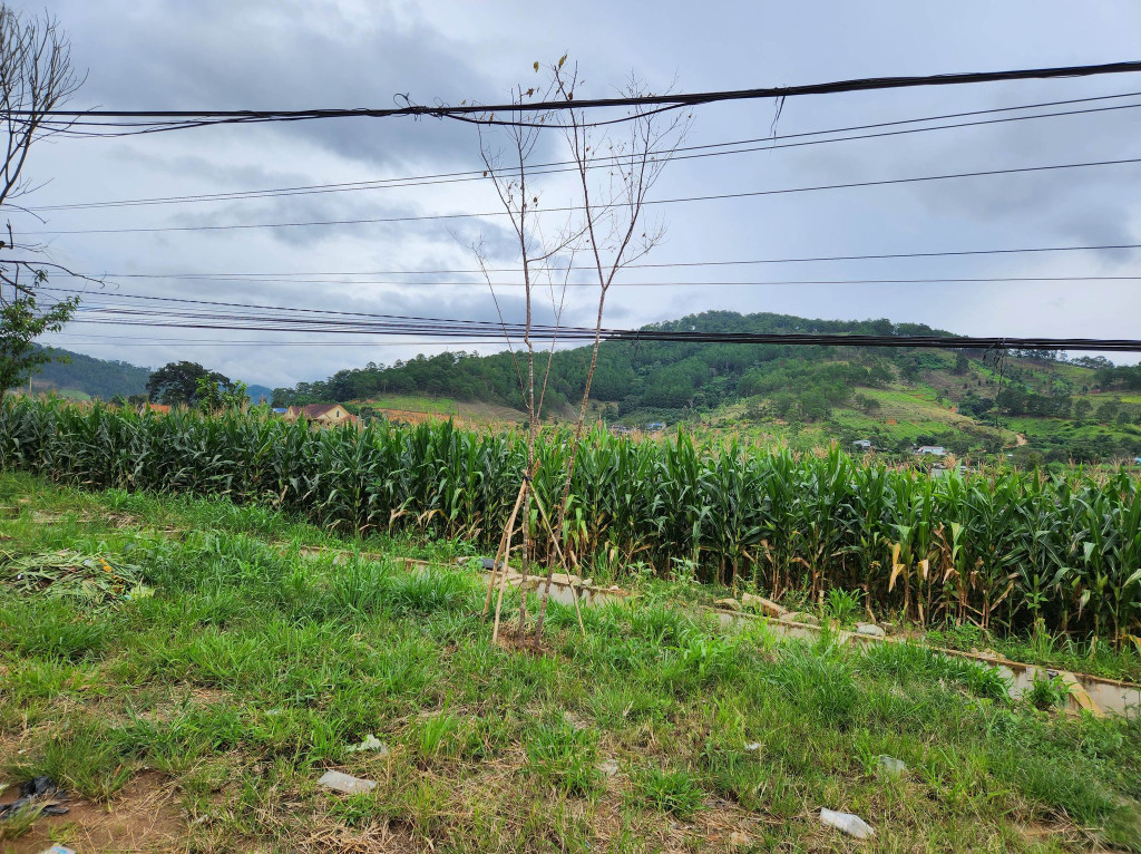 Bán  đất nông nghiệp 72000m² , giá 620 tỷ tại đường 20, Xã Hiệp An, Huyện Đức Trọng, Lâm Đồng