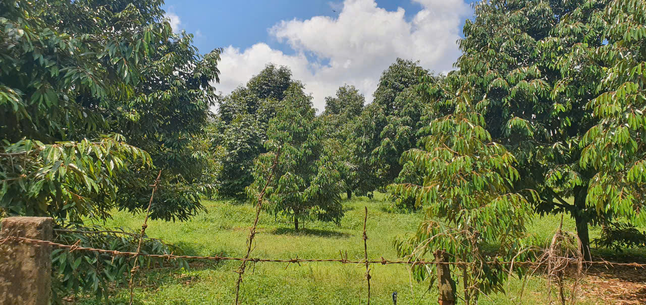 Nhà vườn Long Khánh
