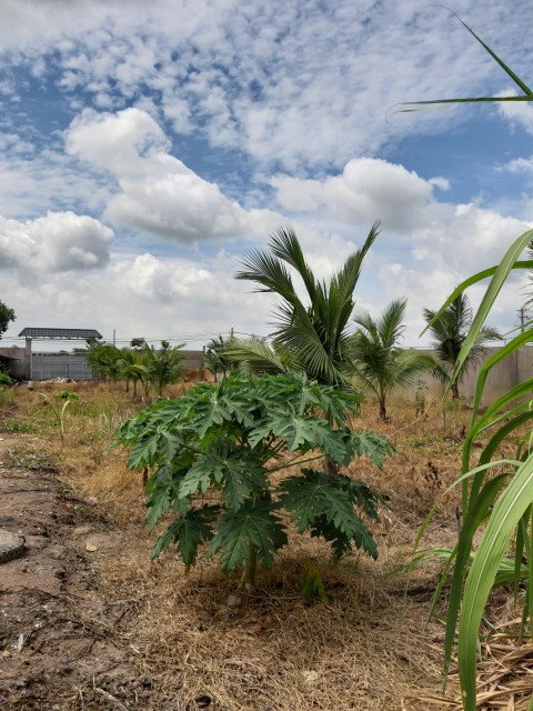 Bán  đất nông nghiệp 1134m² , giá 8.5 tỷ tại đường  428, Xã Phước Vĩnh An, Huyện Củ Chi, TP. Hồ Chí Minh