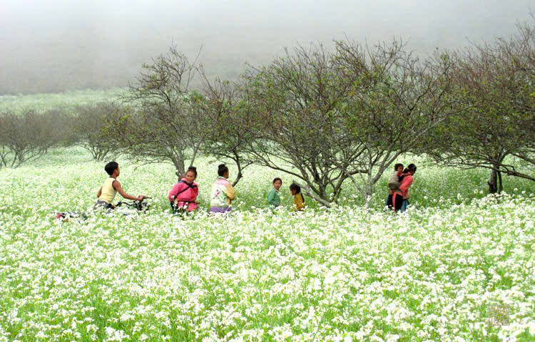 Bán Shophouse  Panacea Hill Mộc Châu