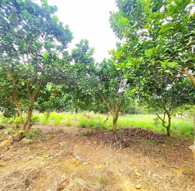 Đất vườn chính chủ