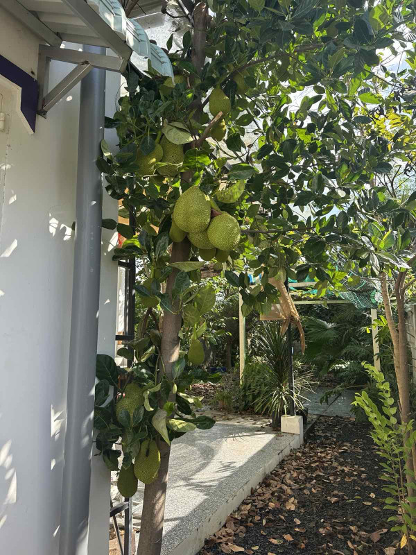 Nhà vườn
