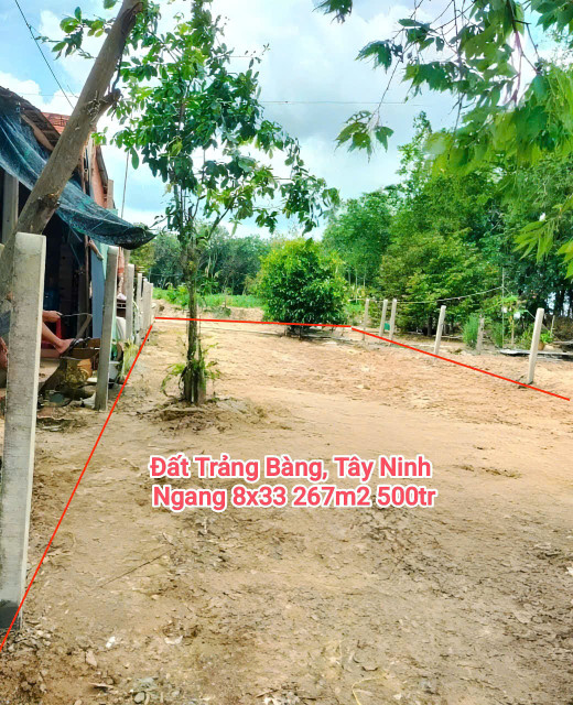 Đất ngang 8x33 giá 500tr ở 1 xẹt đường DT789 Trảng Bàng SĐT: 0394694404