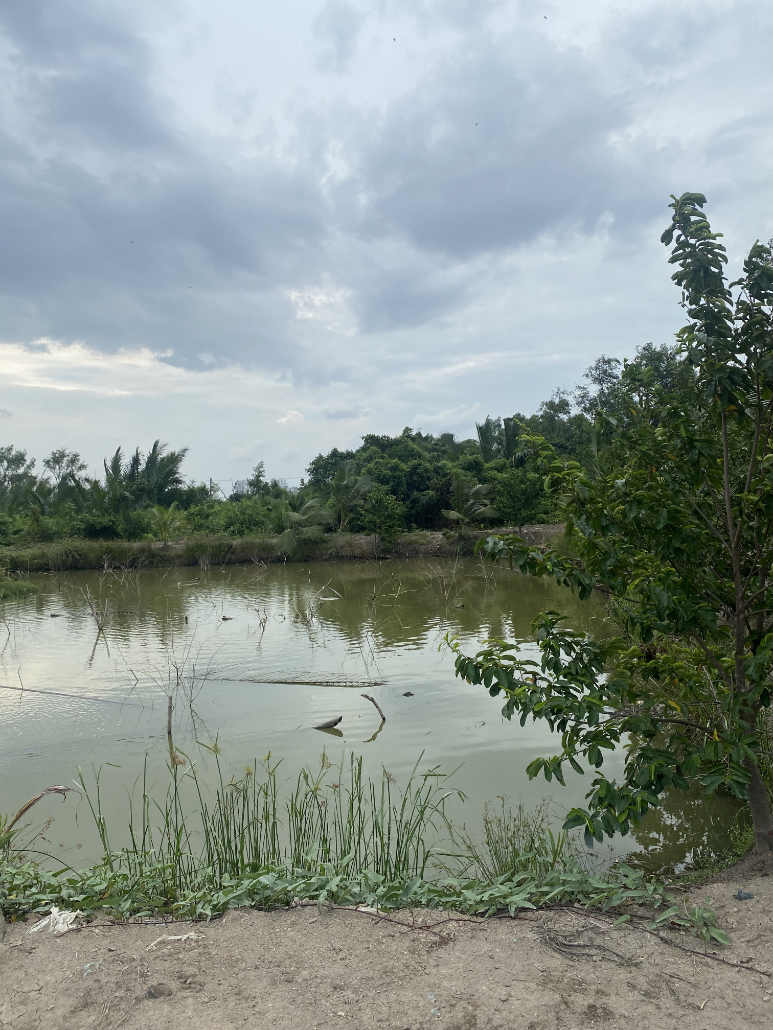 bán đất có ao cá sẵn