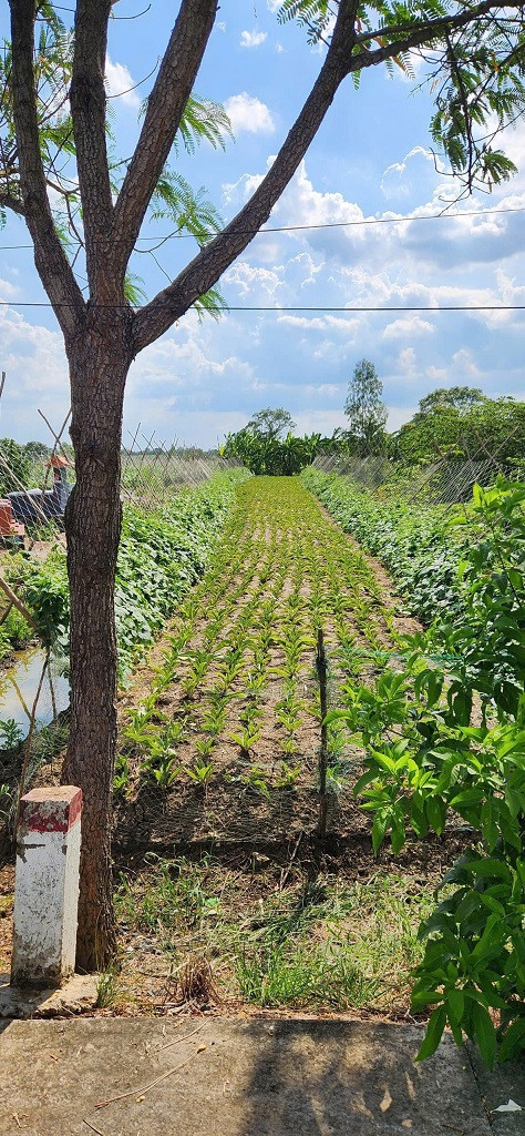 Chính Chủ Bán Gấp Lô Đất Trồng Cây Lâu Năm Xã Hưng Long - Bình Chánh - Hồ Chí Minh