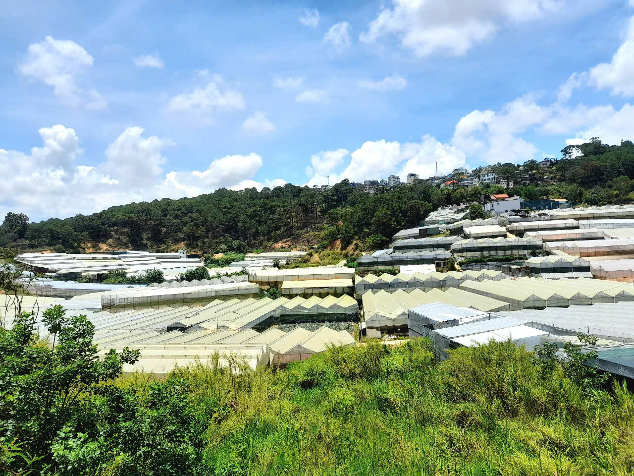 Bán đất view đẹp đồi thông gần khu biệt thự trung tâm Đà Lạt, đi chợ đêm chỉ 3km