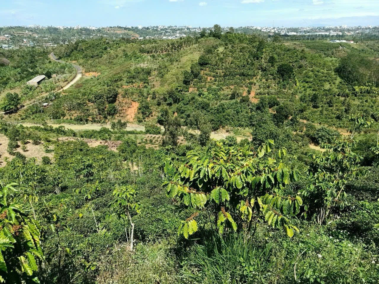 Vợ chồng Bác chia tay chia tài sản nên bán Lỗ 1.5 HA View Đồi Ven Đà Lạt