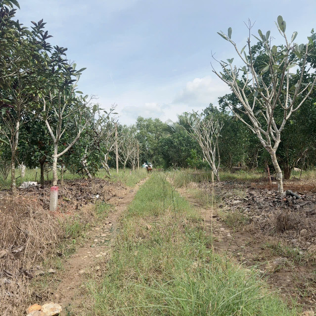 Đất vườn Diên Xuân - Diên Khánh - Khánh Hòa . Phù hợp xây farm