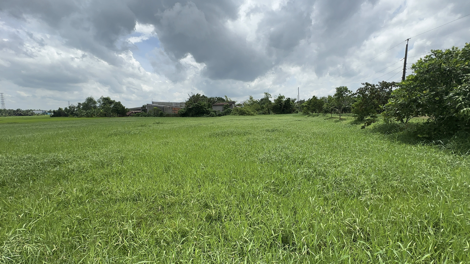 Bán Đất lúa Chính Chủ có thương lượng