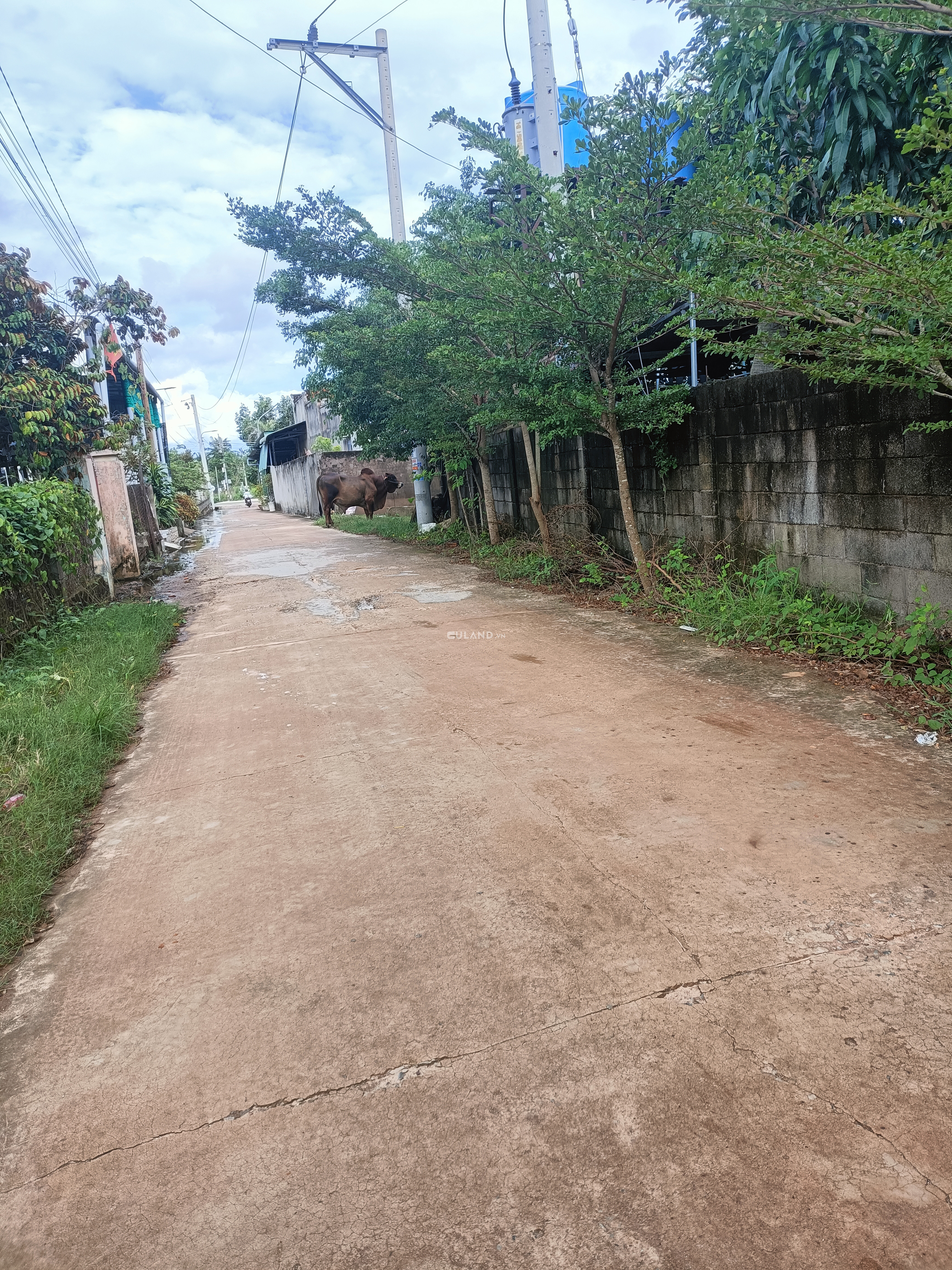 Bán đất sào mặt tiền đường bê tông rộng, lô 2 Nguyễn Du, gần biển Cam Bình