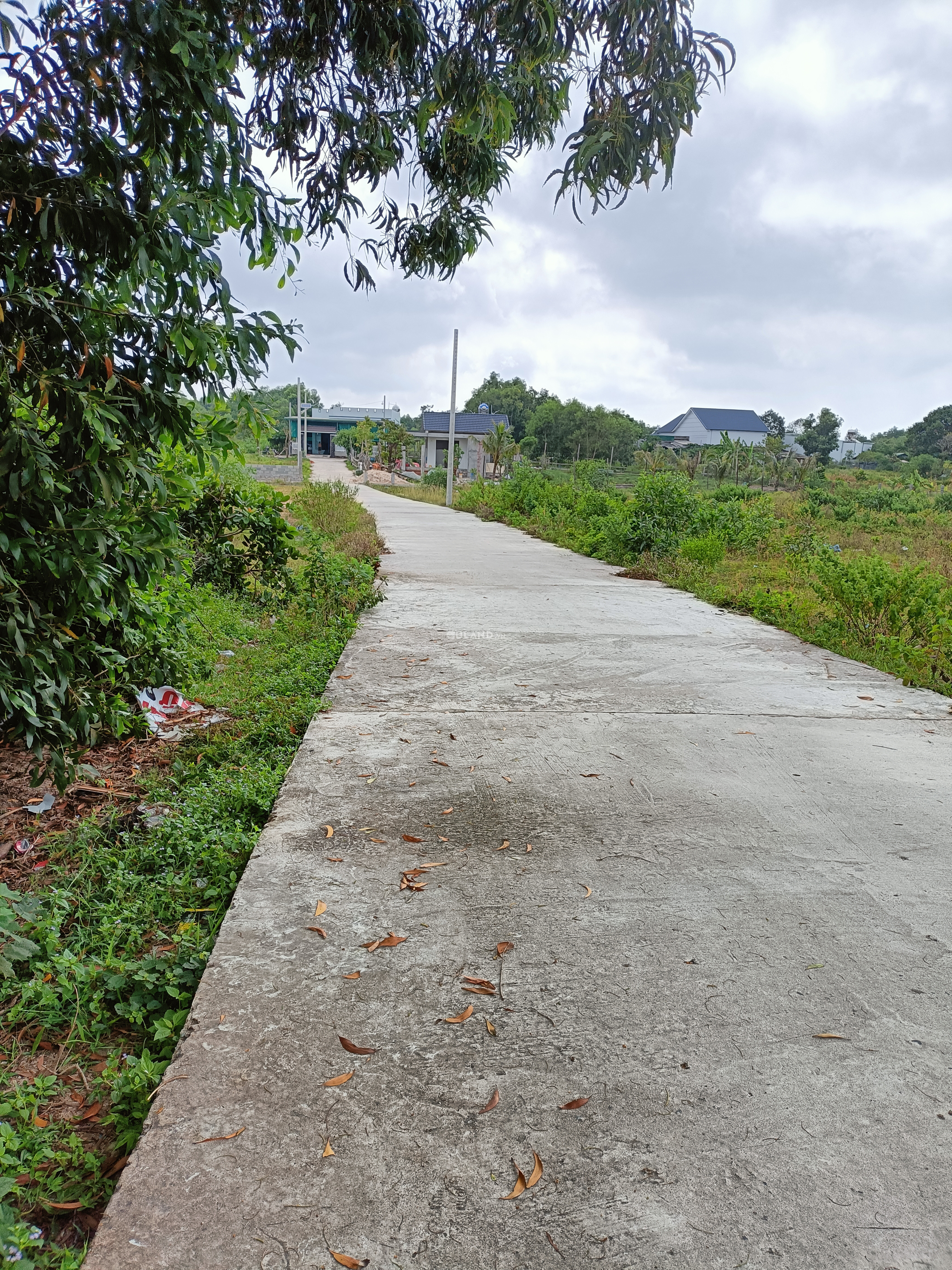 Bán đất nông nghiệp mặt tiền đường bê tông có 85m mặt tiền đường bê tông