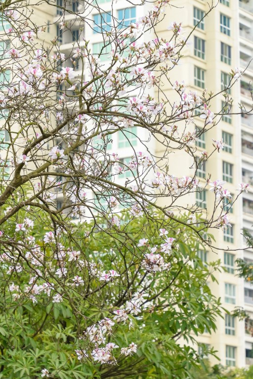 ✨ FOR RENT – CT36 XUÂN LA - 0936388318 - 3N2W - 15000K