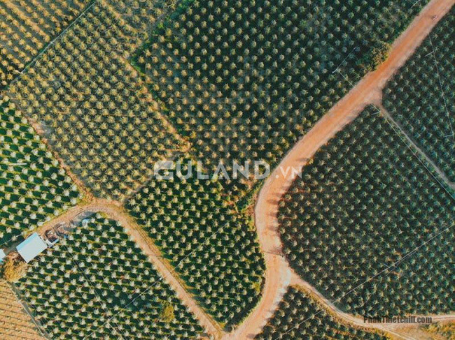 Bán 2 mẫu đất nông nghiệp bằng phẳng, gần nút giao cao tốc và KCN Hàm Kiệm