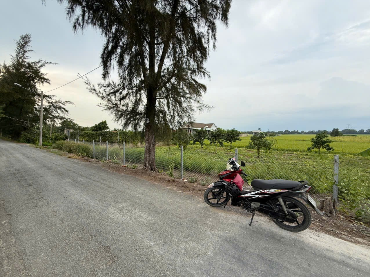 Bán gấp 3455m2 lúa, mặt tiền Đê số 4, Tân Nhựt, Bình Chánh, cách Võ Trần Chí 3km