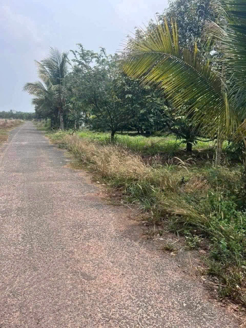 Vườn Bưởi Dầu Tiếng-Bình Dương