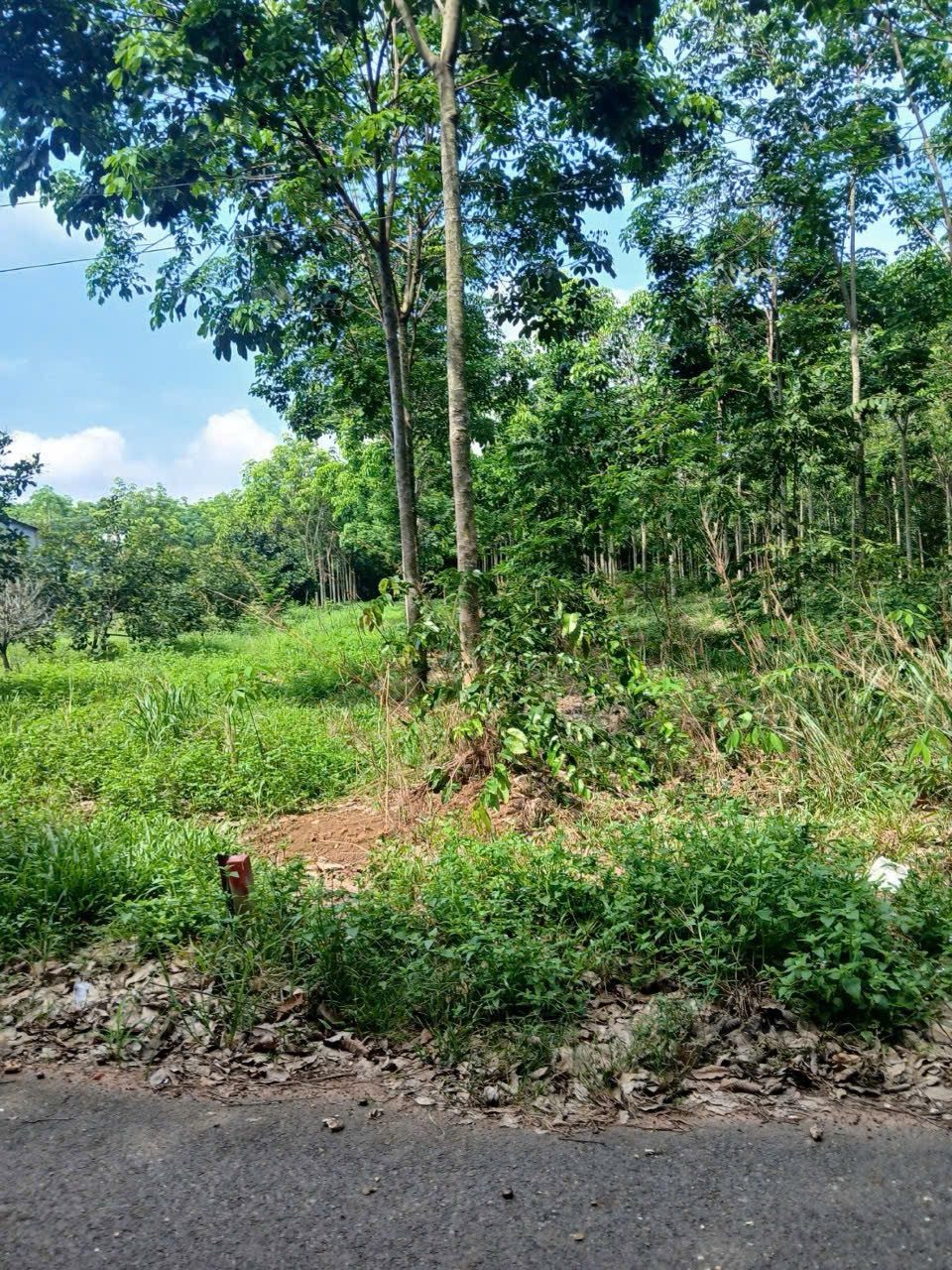Bán Đất 300m² thổ cư 100m² giá 450 triệu tại Đường DH507 Xã An Linh Huyện Phú Giáo Bình Dương
