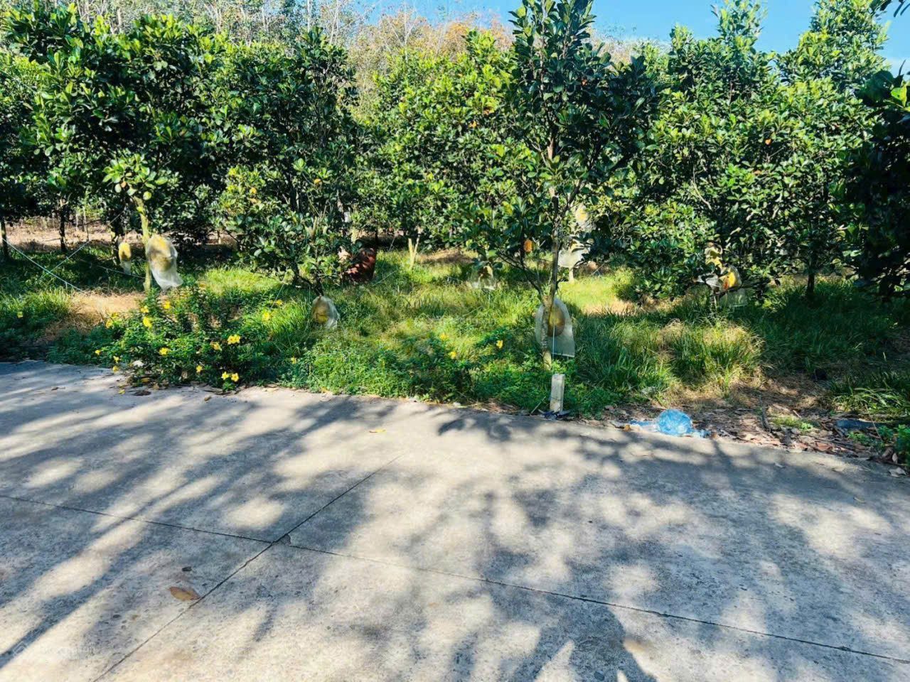 chính chủ muốn gấp ra lô đất vườn mít đang thu hoạch giá 490tr /250m2(6*45)tc 100m sổ hồng riêng