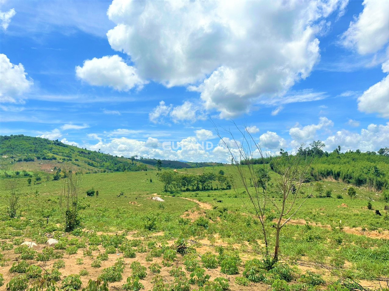 Bán 30ha, giá chỉ 450tr/ha, sổ cây lâu năm đầy đủ, tại Krong Nô tỉnh Đắk Nông