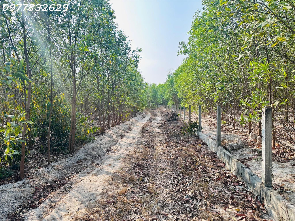 Bán đất 1000m2 Tân Bình - TX LaGi giá chỉ 600 triệu sổ riêng
