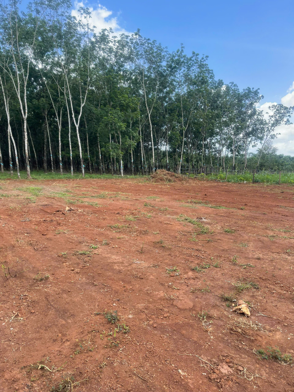 🌟 Đất Mặt Tiền 10m, Đường Nhựa 18m – Long Hà, Phú Riềng – Giá Cực Tốt 590 Triệu 🌟