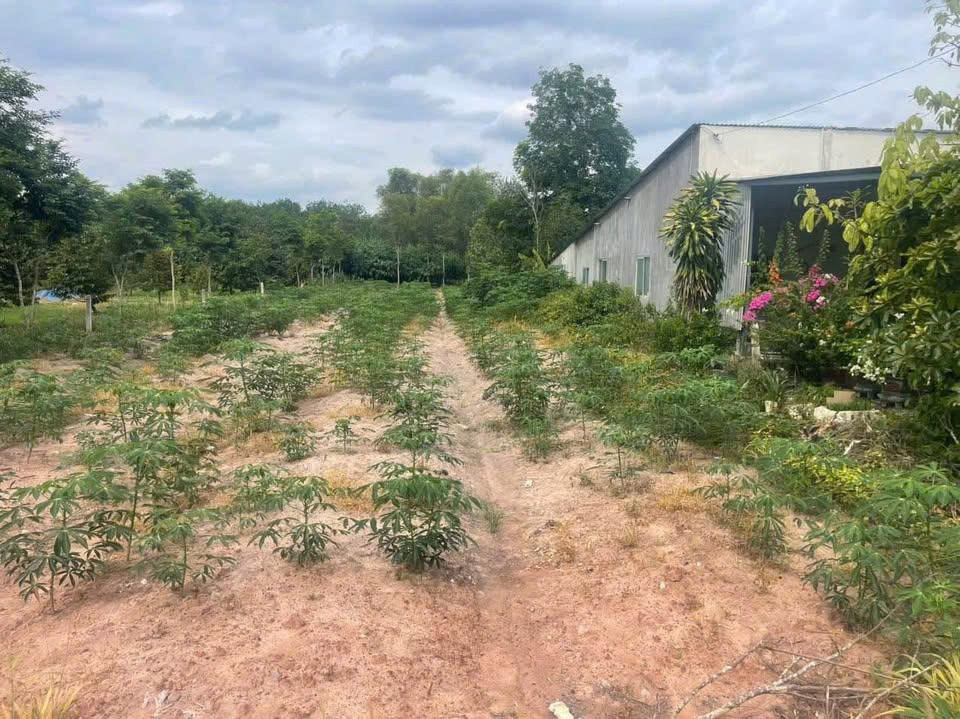 1 lô duy nhất cách chợ Thái Bình 300m.