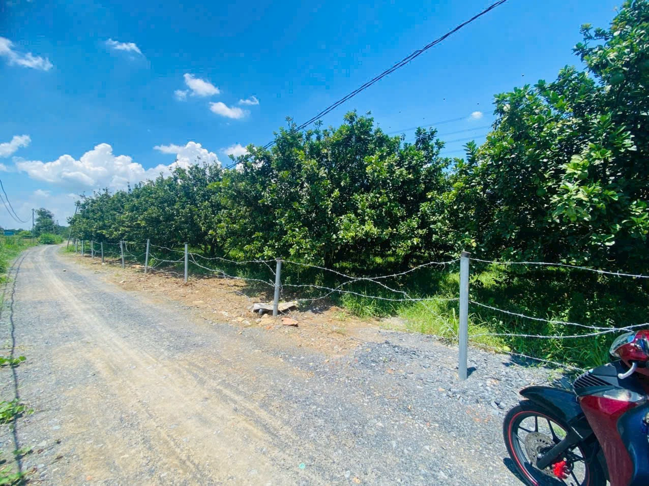 Vườn Bưởi Tân Triều Vĩnh Cửu Diện tích : 1000m2