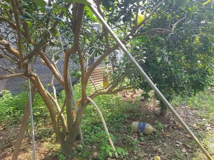 Đất View Sông Đồng Nai Tân Bình Vĩnh Cửu, Bưởi Đang cho trái