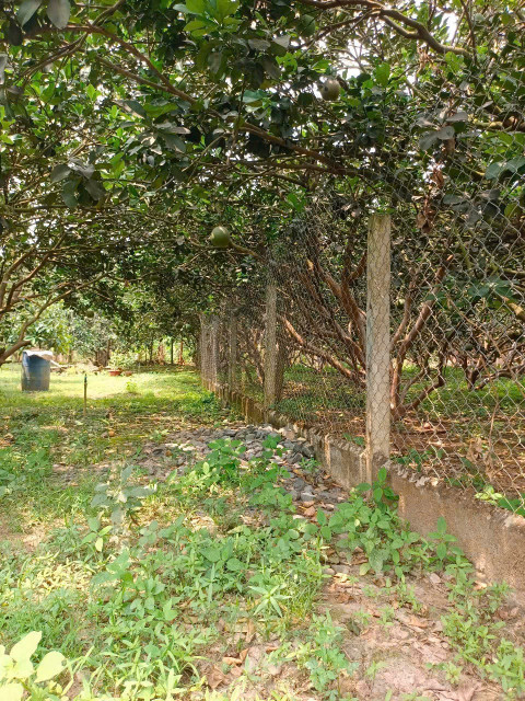 Vườn Bưởi Thạnh Phú Đường ôtô, hệ thống tưới tiêu điện nước đầy đủ