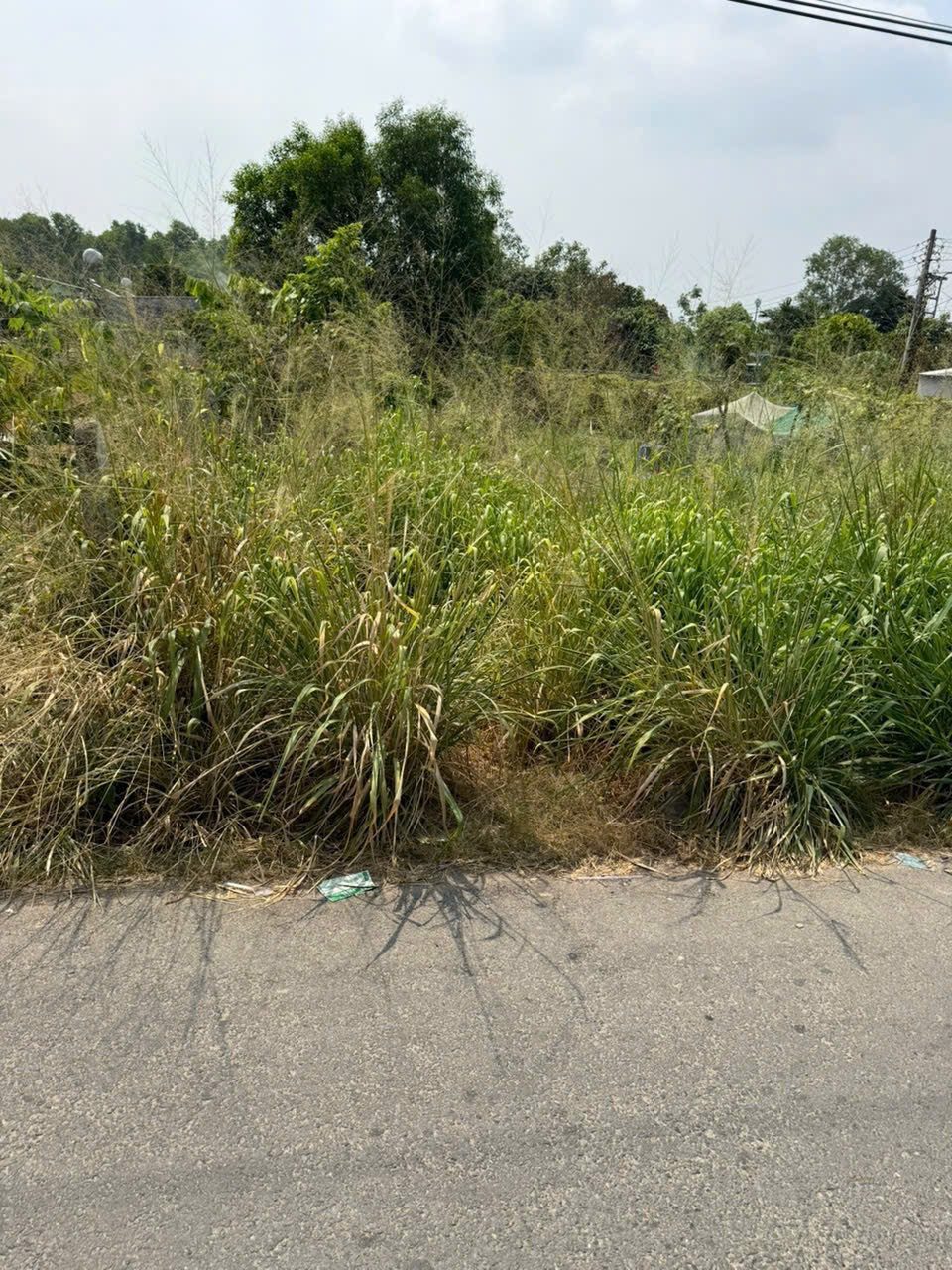 Đất mặt tiền đường nhựa tại Phú An