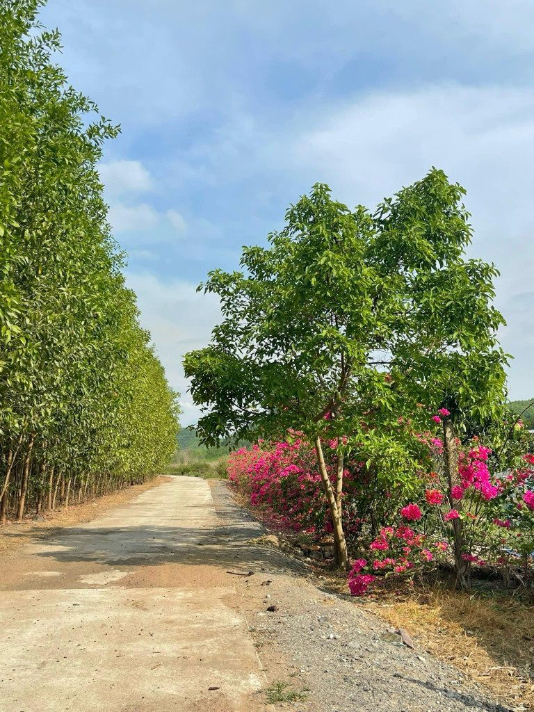 Đất nền KDL Hồ Láng Nhớt - Nha Trang