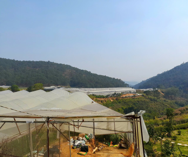 Bán đất view đồi thông gần trung tâm Đà Lạt, đi Hồ Xuân Hương hơn 10p