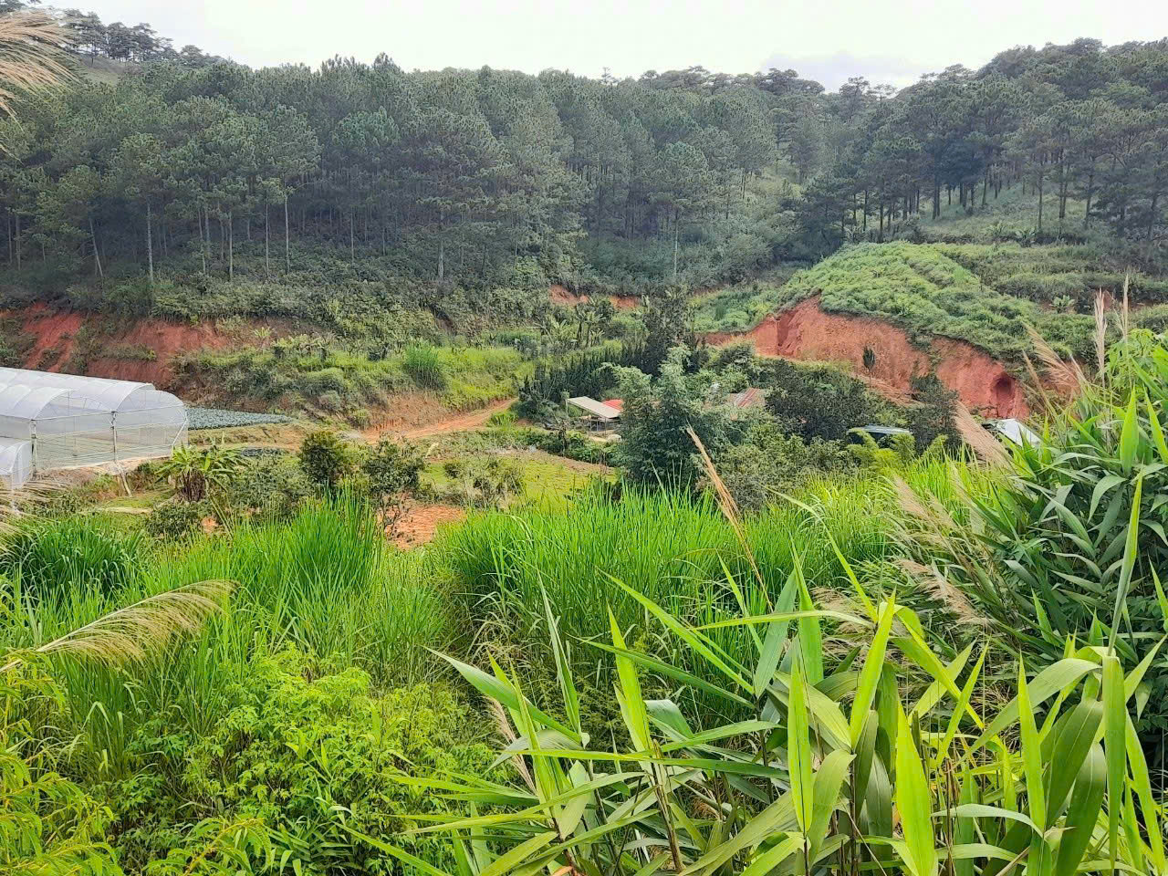 Bán đất view đồi thông khu dân cư trung tâm Đà Lạt, cách Hồ Xuân Hương 4km