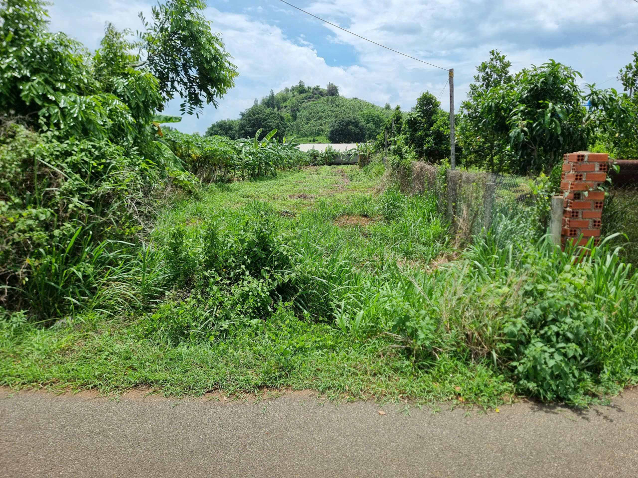 🌟 CẦN BÁN 1000m² ĐẤT MẶT TIỀN ĐƯỜNG NHỰA – XÃ LONG PHƯỚC, TP. BÀ RỊA 🌟