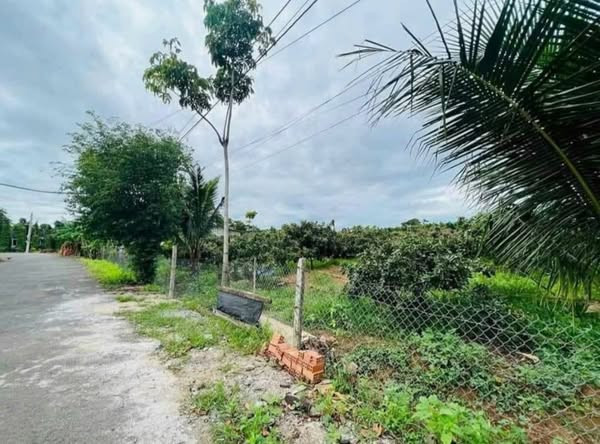 BÁN GẤP VƯỜN NHÃN 501m2 NGAY HL.2 TRUNG LẬP THƯỢNG – CỦ CHI