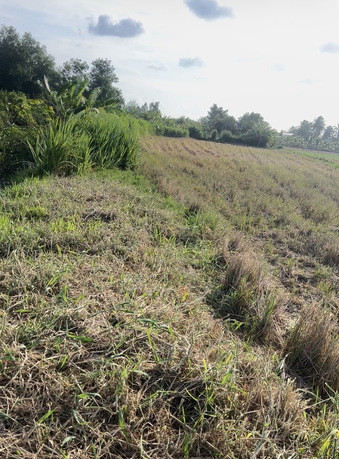 Đất lúa ven sông,liền kề khu công nghiệp Bình Đông,gần tuyến đường ven biển,gần QL50,50B