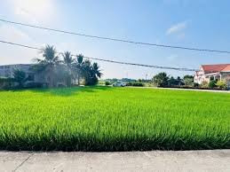🌾 424M2 VIEW LÚA ĐẸP NHẤT CẨM THANH – NGANG 15M – LÀM VILLA/DÒNG TIỀN CỰC ĐỈNH 🌾