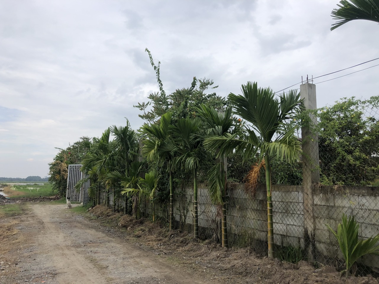 Chính Chủ Cần Bán 1660m Đất CLN, xã Tân Thới Nhì, Hóc Môn. Giá Chỉ 4.8tr/m2