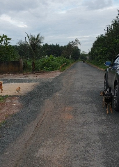 Ngộp lãi cắt lỗ sâu đất đường nhựa, tại xã Tân Đông,Tân Châu, Tây Ninh