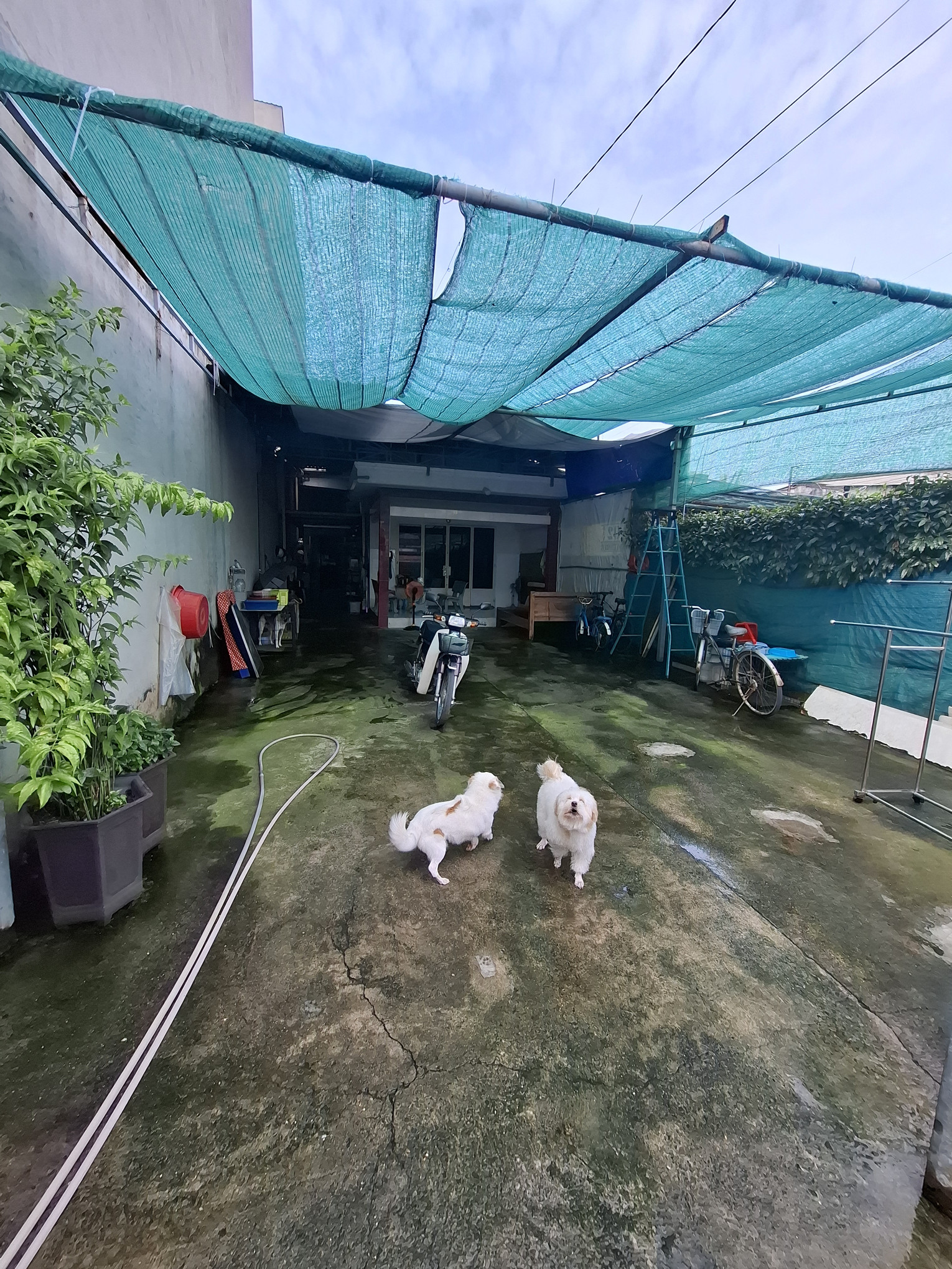 Mặt tiến nhánh lâm thị hố trung mỹ tây tphcm