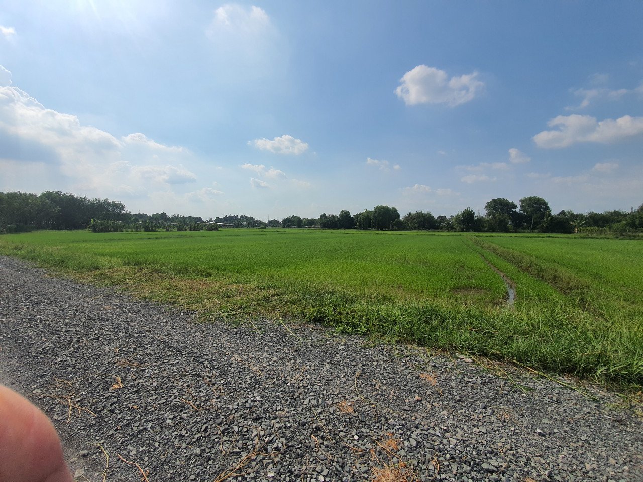 Bán  đất nông nghiệp 2781.8m² tại đường Lê Thị Vui, Xã Phước Hiệp, Huyện Củ Chi, TP. Hồ Chí Minh giá 6.2 tỷ