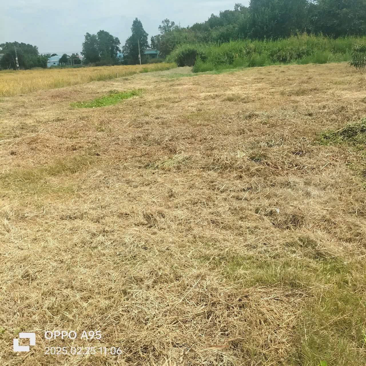 Đất Thổ + Cây Lâu Năm xã Tân Ân Cần Đước Long An