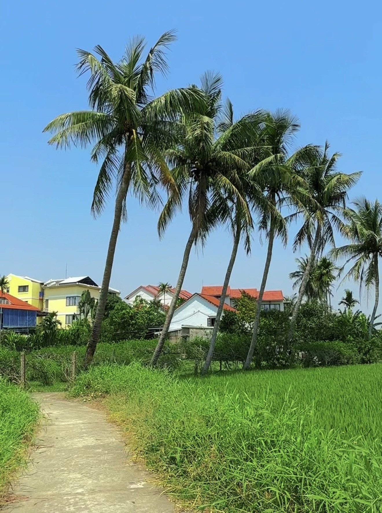 ❌ Bán mảnh đất 500m2 ( ngang 20m ) View Cánh Đồng Lúa, Đường Lý Thái Tổ, Hội An