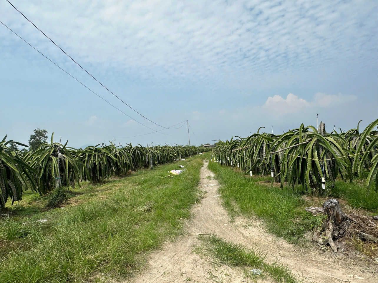 Bán 1000m2 đất ONT Tân Tiên - TX LaGi gần Biển Tam Tân gái rẻ 1.2 tỷ
