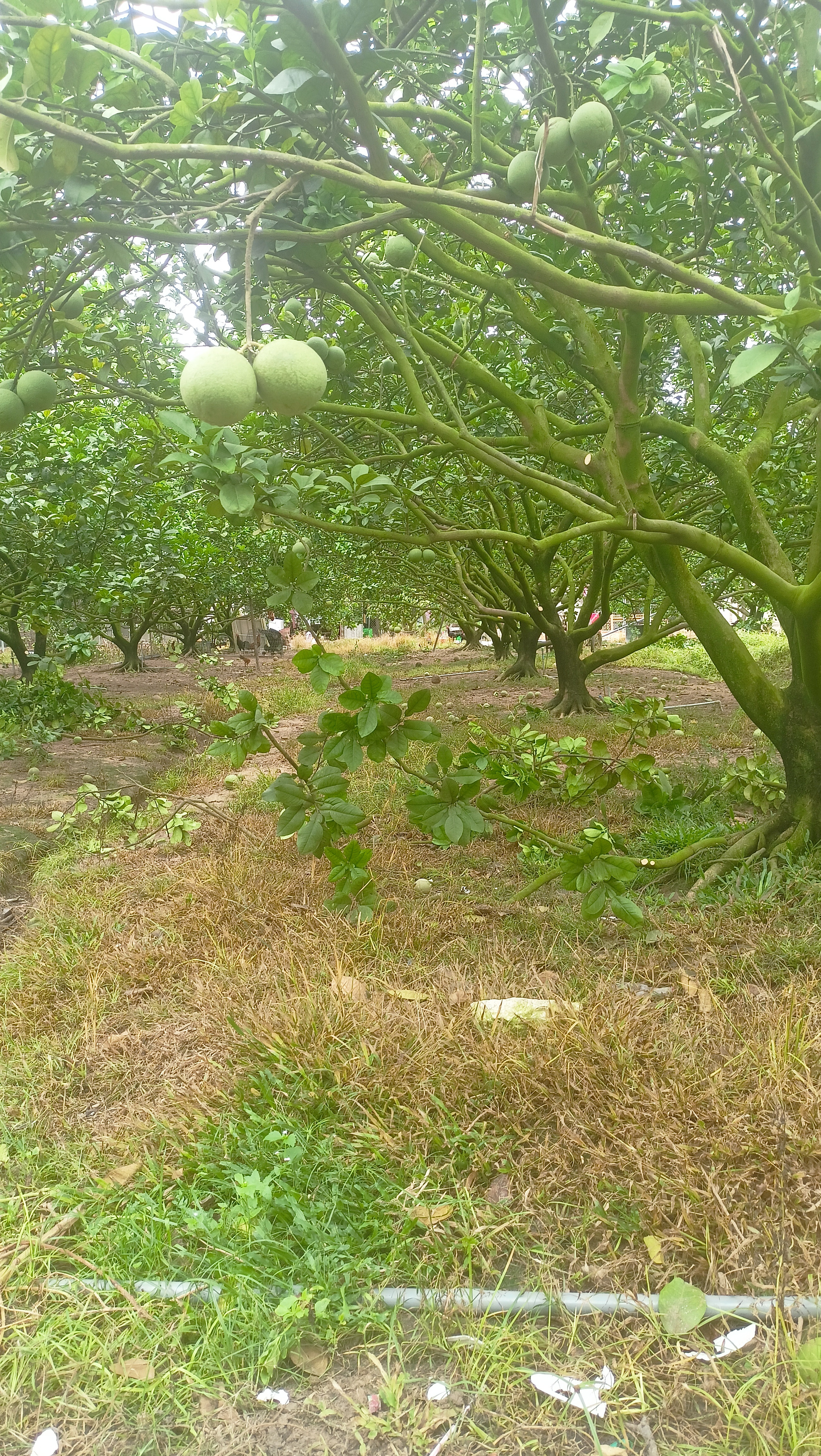 Bán đất vườn Bàu Bàng Bình Dương, đi ra ql 13 2km. Diện nước đầy đủ, dân cư hiện hữu.