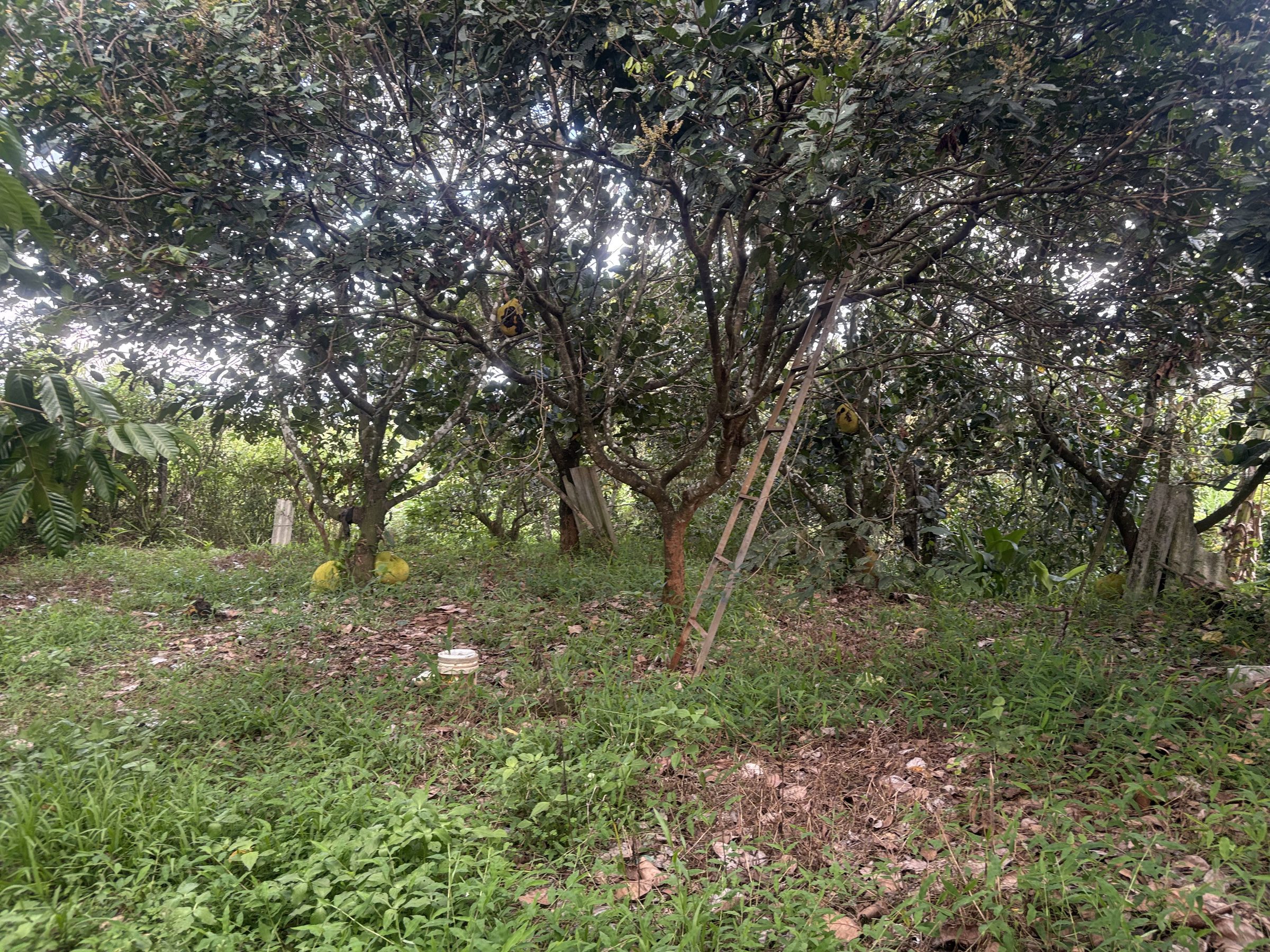 💥 Lên vườn ăn trái 18 x 65m