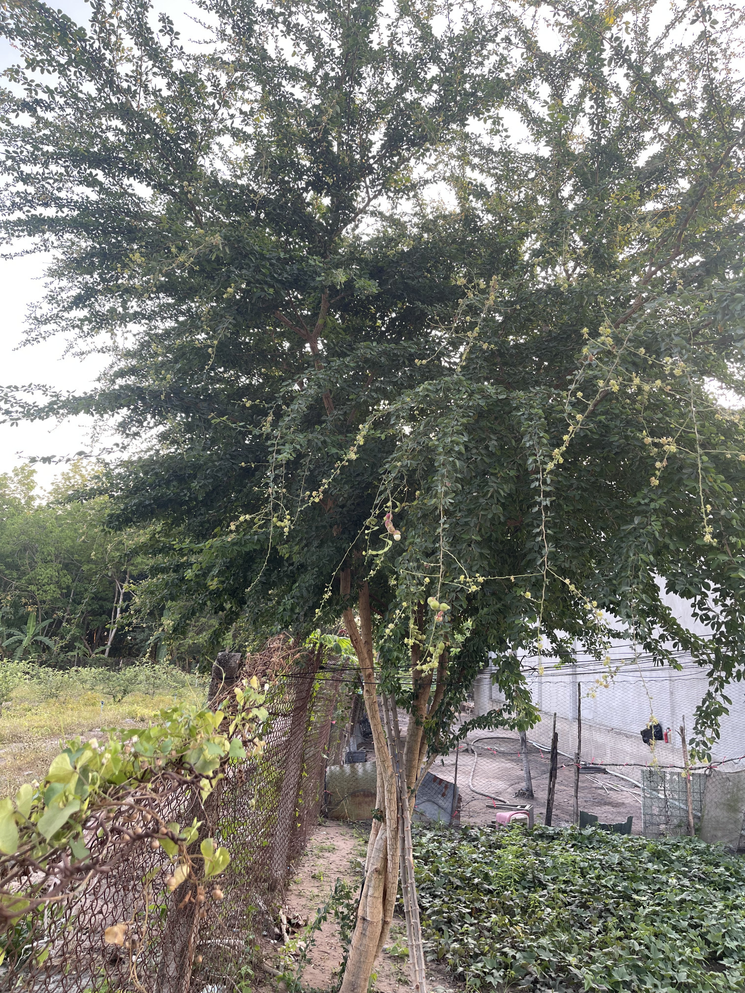 Bán đất 250m² ngang 5m giá 550 triệu Phường Long Hoa